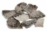 Polished Petoskey Stone (Fossil Coral) Refrigerator Magnets - Photo 4